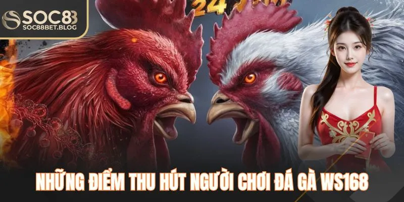 Những điểm thu hút người chơi đá gà WS168 tại SOC88